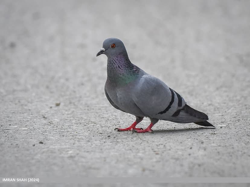 Rock Pigeon (Columba livia) | Rock Pigeon (Columba livia) ca… | Flickr