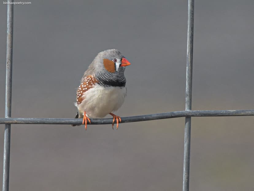 Zebra Finch: Fence Manager | Zebra Finch ...