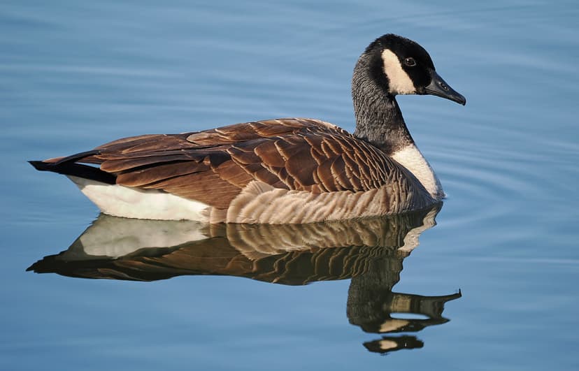 Canada Goose - Branta canadensis, Kingstowne Lake, Alexand… | Flickr