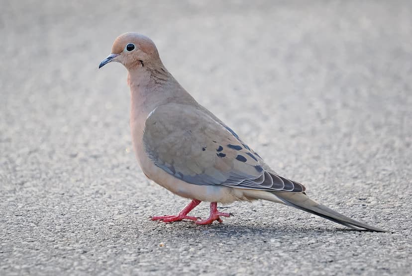 Mourning Dove - Zenaida macroura, Pohick Regional Park, Ma… | Flickr