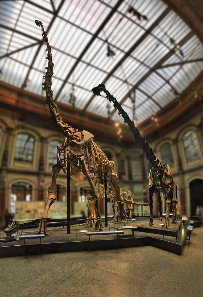 Berlin - Museum für Naturkunde - Brachiosaurus - Giraffati… | Flickr