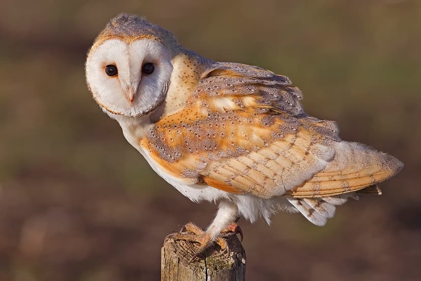 Barn Owl 👀 Tyto alba 👀 τυτώ | The barn owl (Tyto alba) is … | Flickr