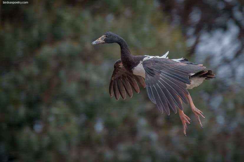 Magpie Goose: Droppng In | Magpie Goose ...