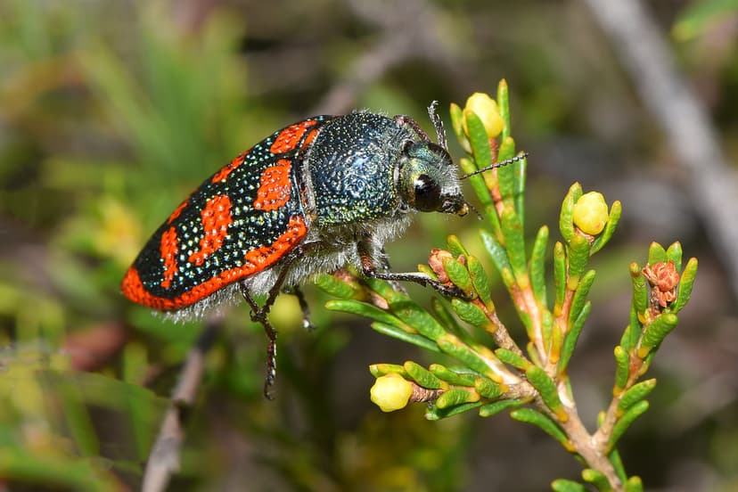 Stigmodera roei | Roe's Jewel Beetle "It grows to around 2.5… | Flickr