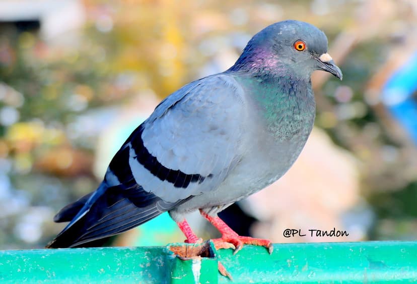 Common pigeon ( Columba livia) | Common pigeon ( Columba liv… | Flickr