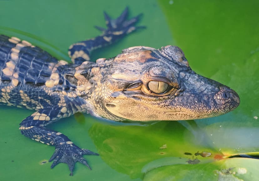 American Alligator - Alligator mississippiensis, Everglade… | Flickr