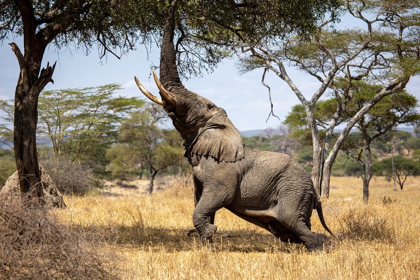 Elephant posing | In the vast African savanna, under a clear… | Flickr