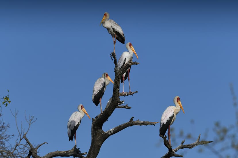 A Muster of Storks. | Yellow-billed Storks (Mycteria ibis). … | Flickr