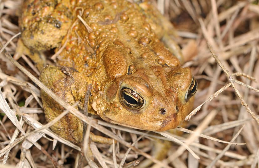 American Toad - Anaxyrus americanus, Meadowood SRMA, Mason… | Flickr