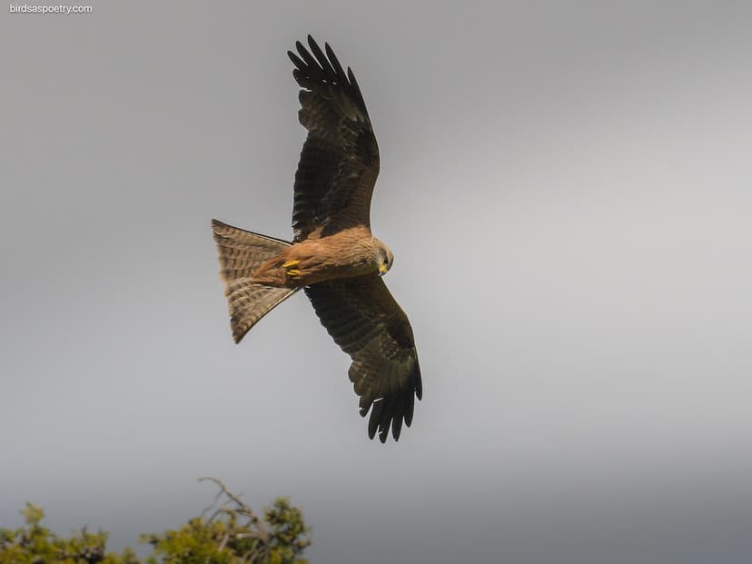 Black Kite: Following the Tractor | Black Kite ...