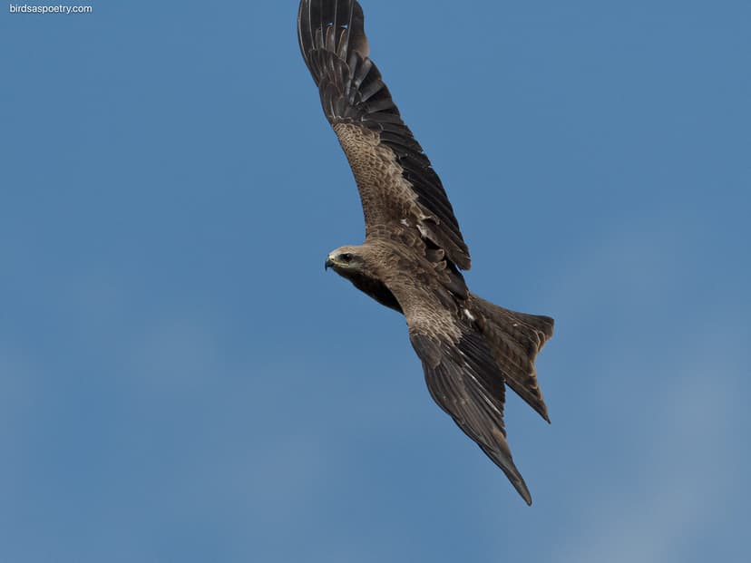 Black Kite: Too Fast, Too Close | Black Kite ...
