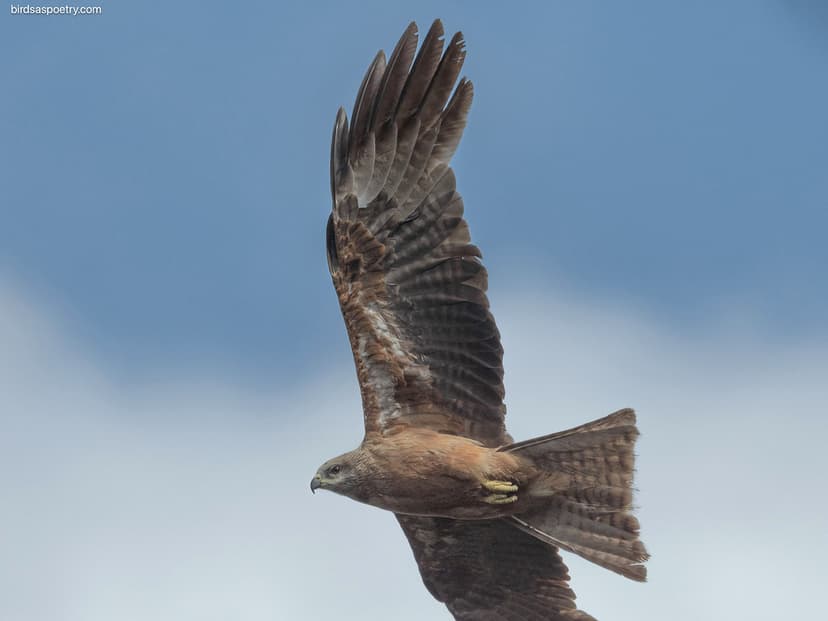 Black Kite: Swift | Black Kite ≠================≠ Mix a stro ...