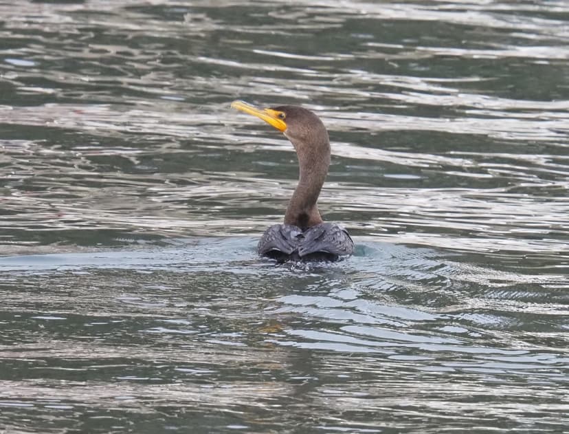Double-crested Cormorant, Nannopterum auritum | Monterey Bay… | Flickr