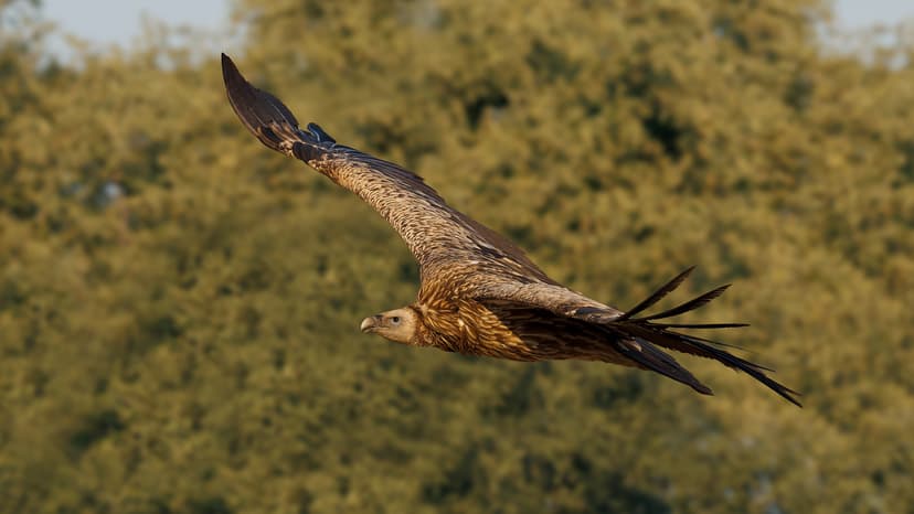 A Himalayan Griffon landing near a cattle caracass | Flickr