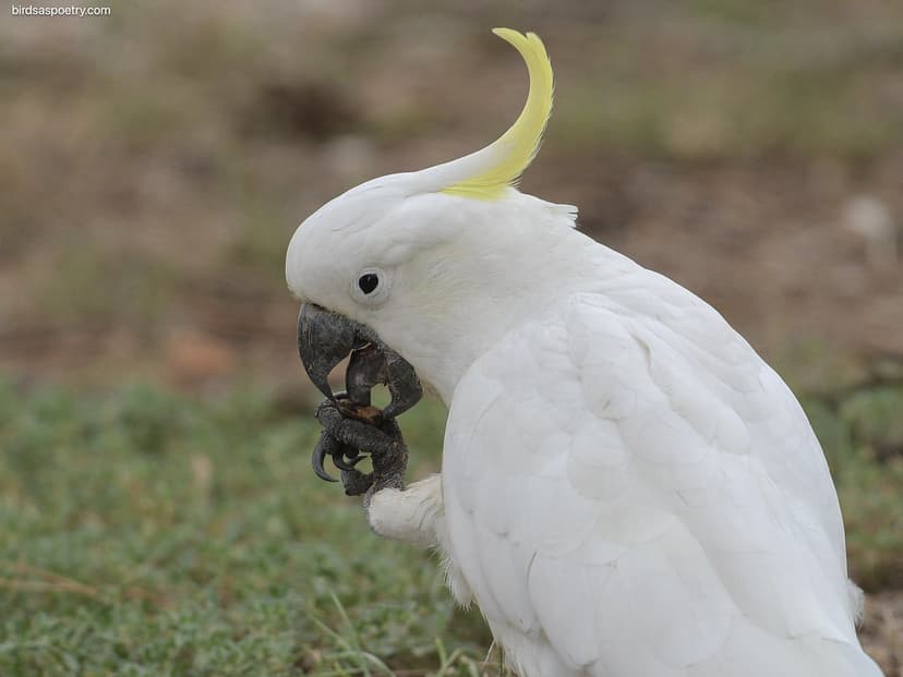 Sulphur-crested Cockatoo: Leftie | Sulphur-crested Cockatoo … | Flickr