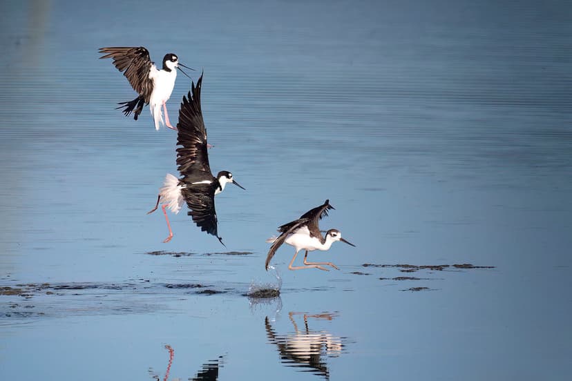 Chasing | Three black-necked stilts chasing each other at th… | Flickr