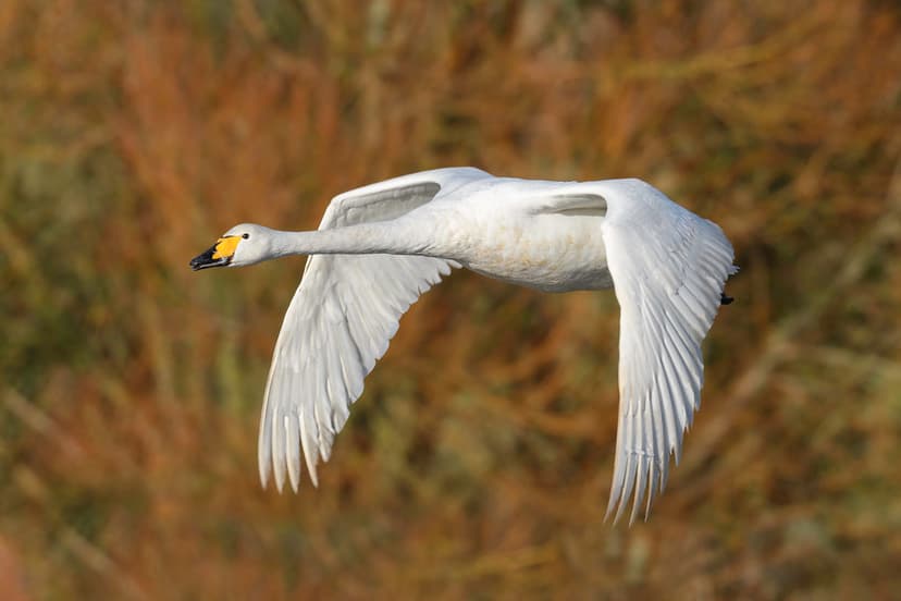 Whooper swan -Cygnus cygnus | WWT Caerlaverock Dumfries & Ga… | Flickr
