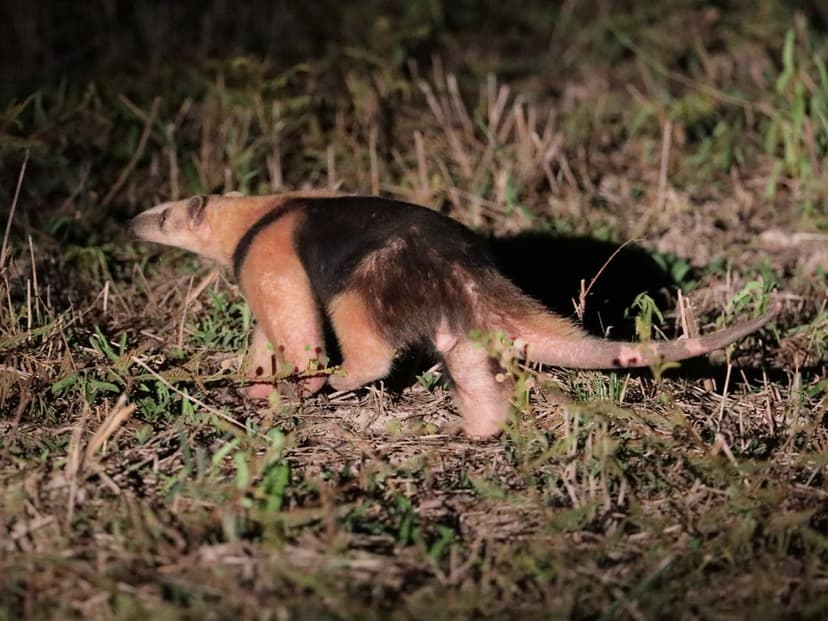 Caught in the open | Southern Tamandua, Tamanduá-mirim - Tam… | Flickr