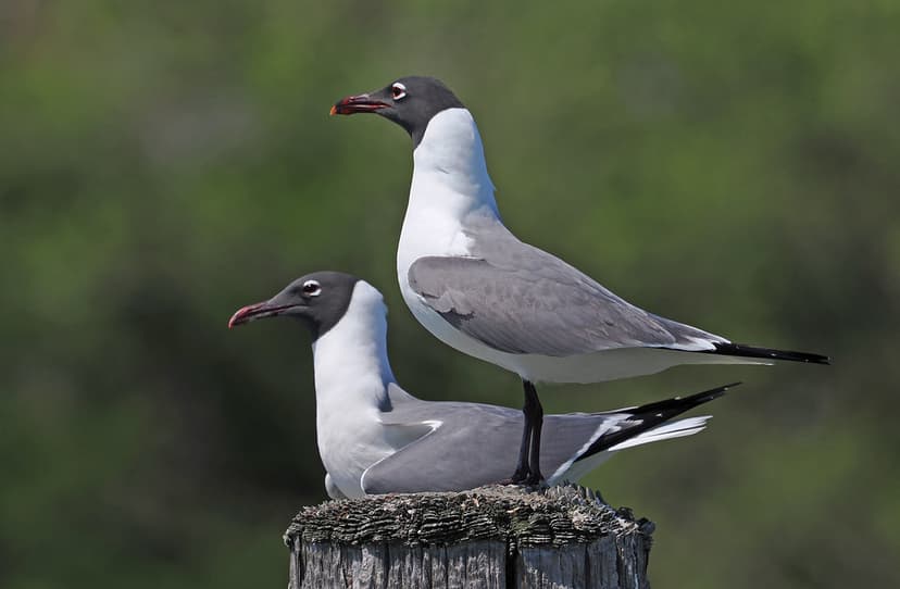 Laughing Gull - Leucophaeus atricilla, Cape Charles, Virgi… | Flickr
