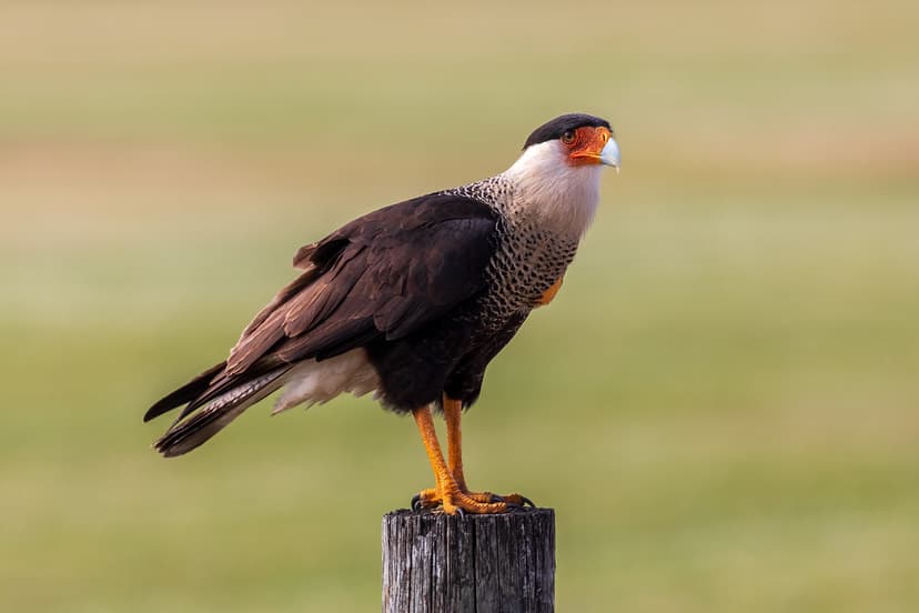 Crested Caracara on post (2) | Crested Caracara on post - Wh… | Flickr