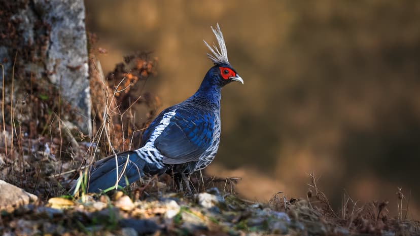 A Khalij Pheasant foraging on the roadside forests | Flickr