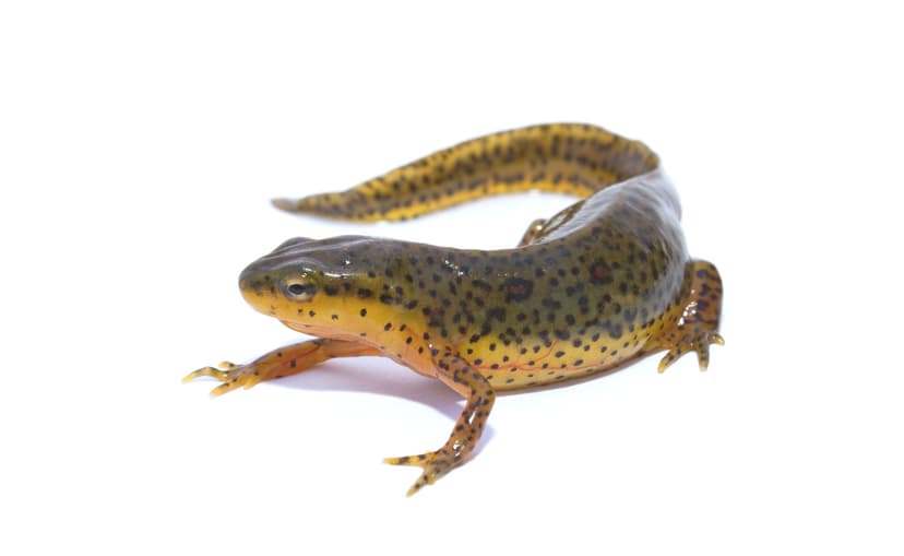 Red-spotted Newt (Notophthalmus viridescens) IMG_0915 | Flickr