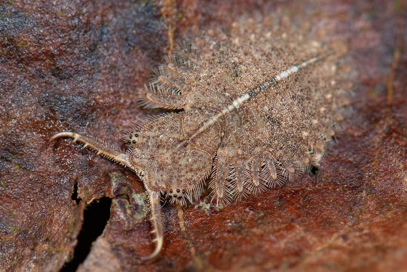owlfly larva (Ascalaphidae, Neuroptera) | Volcan Mombacho, N… | Flickr