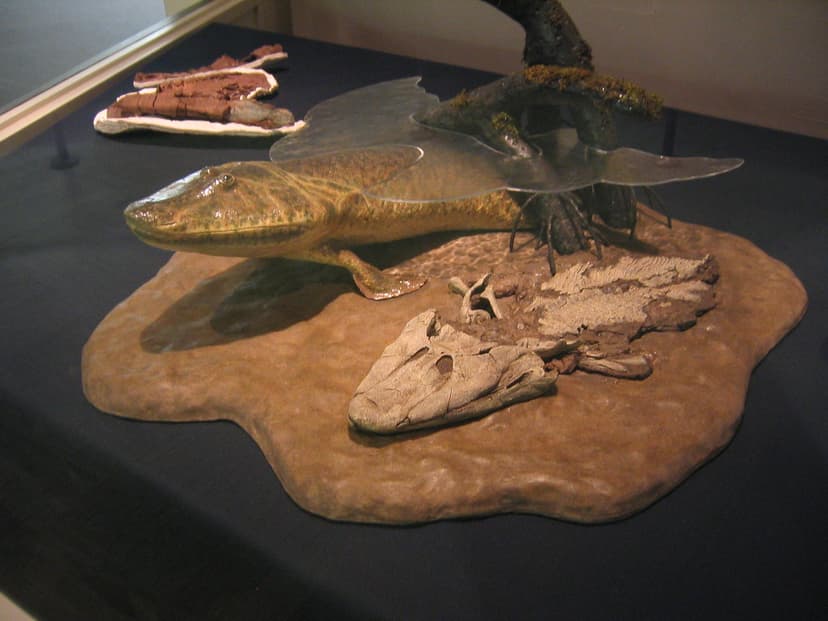 Tiktaalik | Model and cast of skeleton of a recently discove… | Flickr