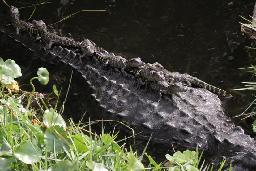 Young gators on mom | Female alligators build a mound nest o… | Flickr