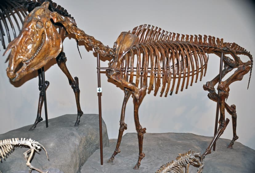 Equus simplicidens (fossil Hagerman horse) (Pliocene; Idah… | Flickr