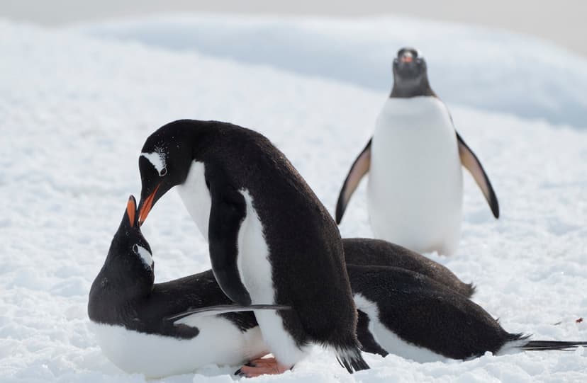 Gentoo Penguins (Pygoscelis papua) mating, Antarctic Penin… | Flickr