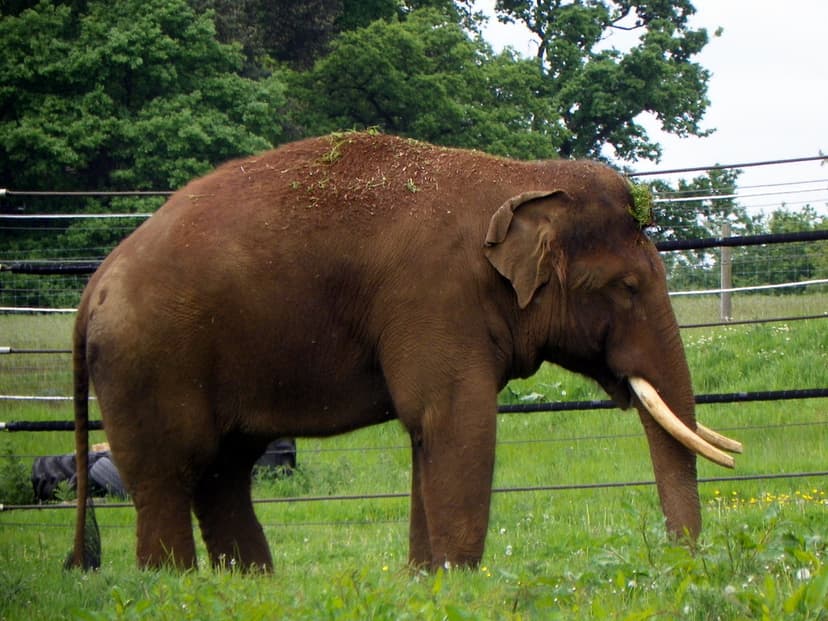 GOC Woburn 084: Asian Elephant (Elephas maximus), Woburn S… | Flickr