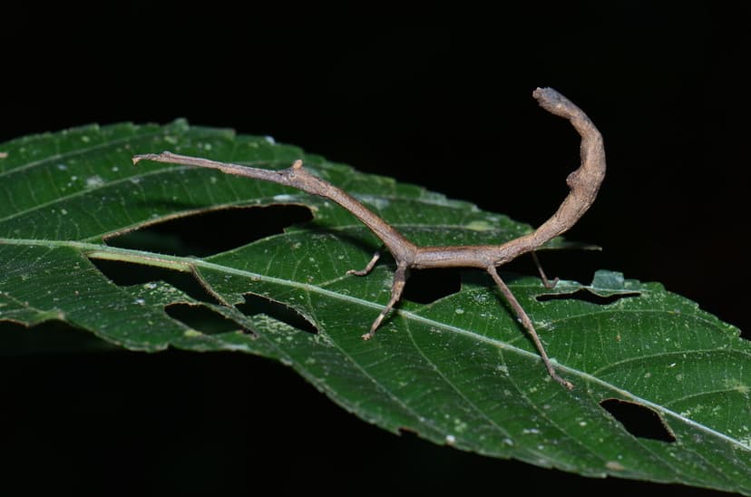 A short-legged stick bug | Pavel Kirillov | Flickr