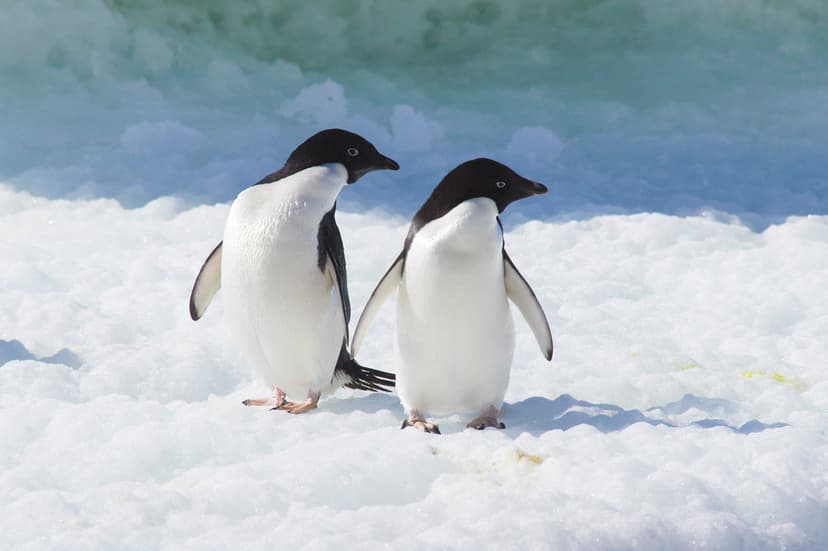Adélie Penguins (Pygoscelis adeliae), Antarctic Peninsula | Flickr