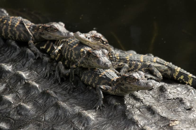 Nest size | The average clutch size of an alligator nest is … | Flickr