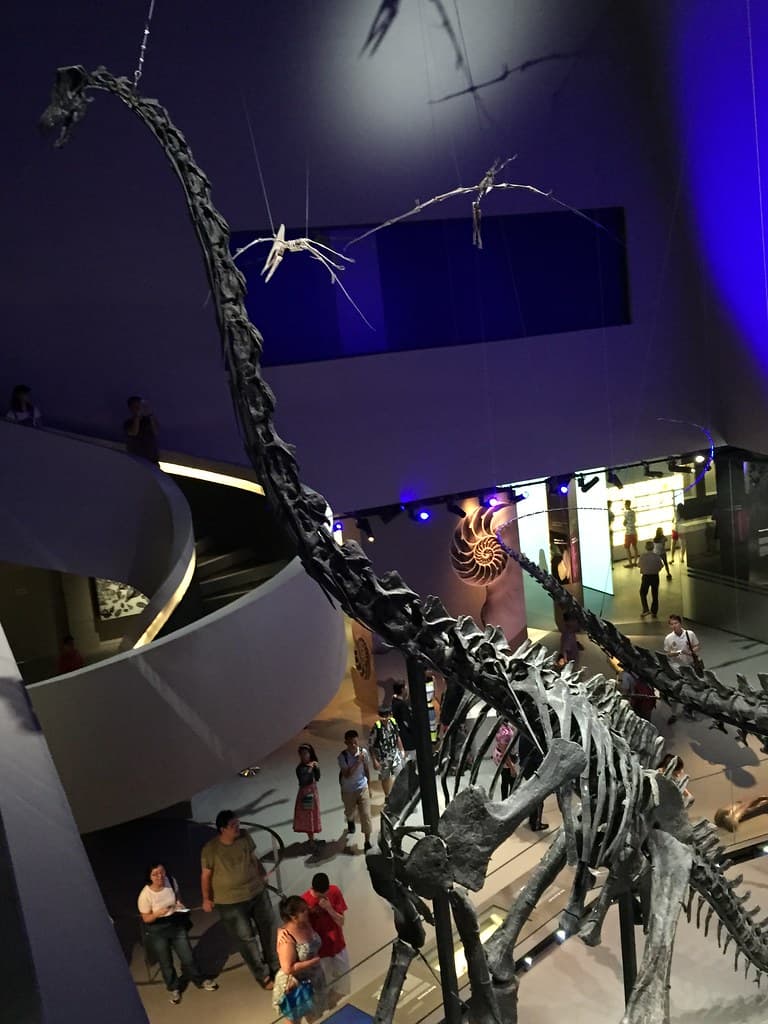 Diplodocid sauropod skeletons, Lee Kong Chian Natural Hist… | Flickr