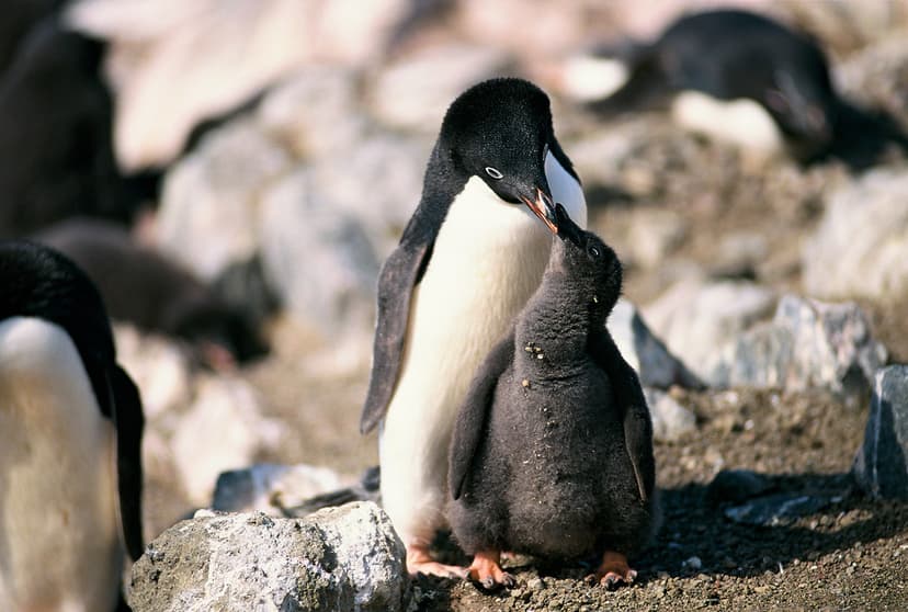 Adélie Penguin feeding young, Antarctic Peninsula | Adélie p… | Flickr