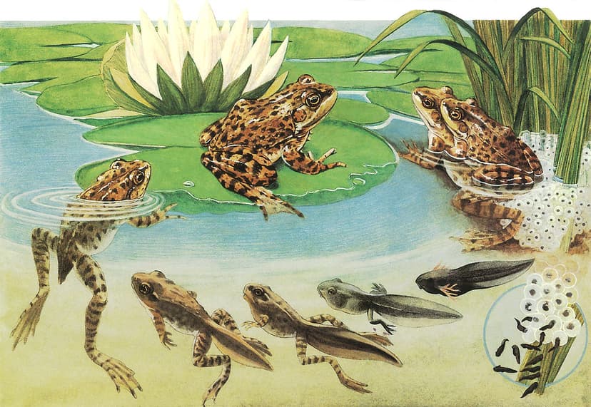 Frog Life Cycle | Scanned from my own collection. I picked t… | Flickr