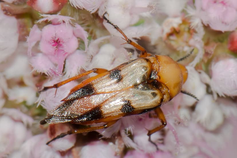 Strange Beetle | What an unusual beetle with elytra that don… | Flickr