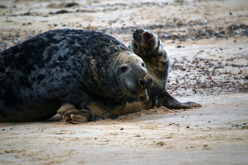 Gray Seals Mating @ Blakeney Point, England 23 Nov 11 | Flickr