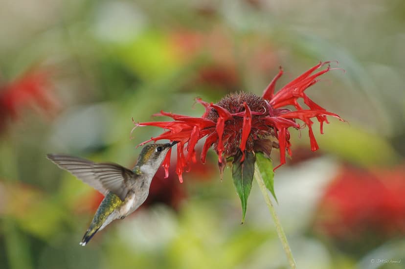 Ruby-throated Hummingbird feeding on Bee Balm (Monarda) | Flickr