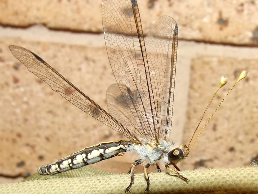 Ascalaphidae>Suhpalacsa Owl Fly DSCF70891 | Kingdom=Animalia… | Flickr