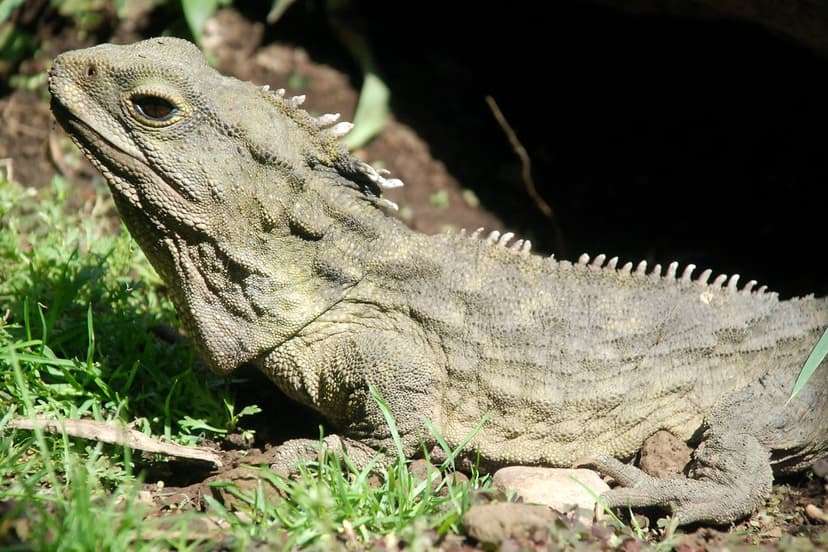 Henry the Tuatara | Southland Museum & Art Gallery Invercarg… | Flickr