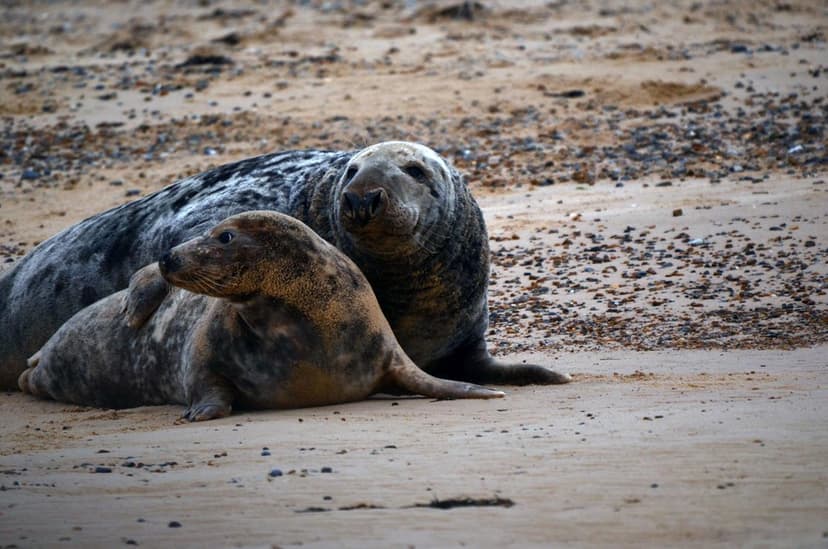 Gray Seals Mating @ Blakeney Point, England 23 Nov 11 | Flickr