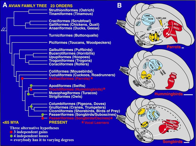 pone.0001768.g001.png | Phylogenetic and brain relationships… | Flickr