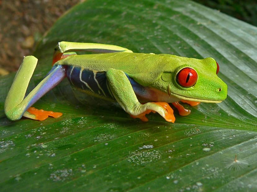 Red-eyed Tree Frog (Agalychnis callidryas) | Tortuguero NP, … | Flickr