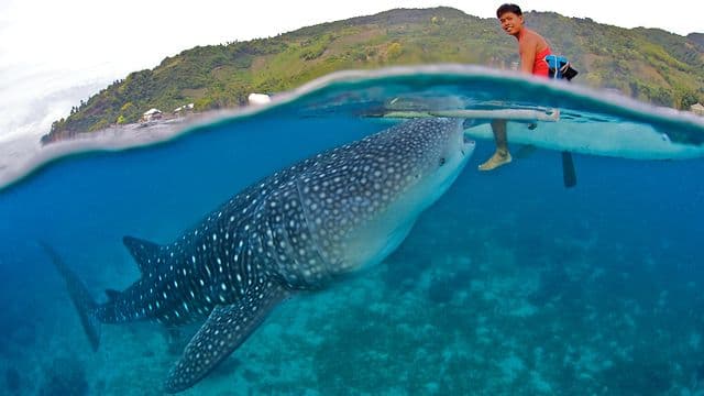 Befriending Giants - Whale Sharks of Oslob on Vimeo by Blu… | Flickr