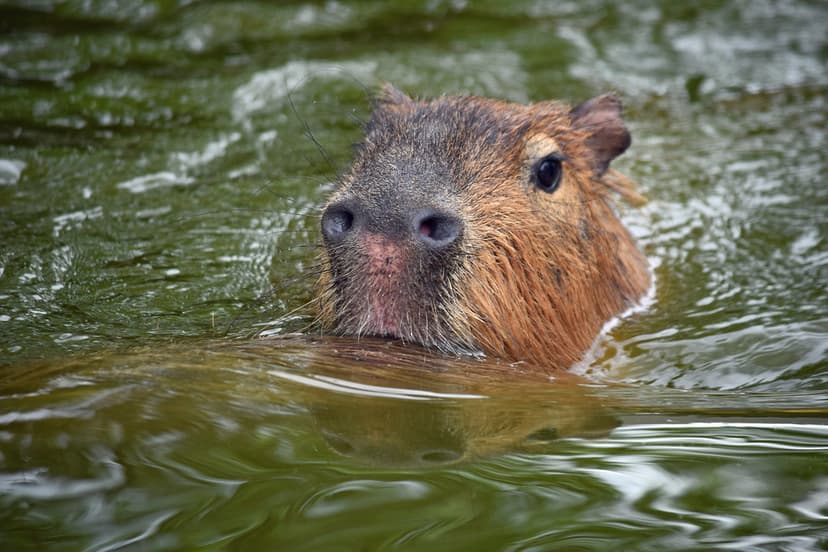 Water Loving Rodents | Capybaras love to swim! | MTSOfan | Flickr