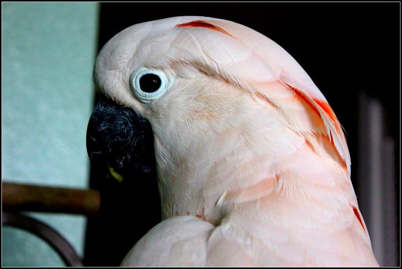 Moluccan Cockatoo | The Moluccan Cockatoo, Cacatua moluccens… | Flickr