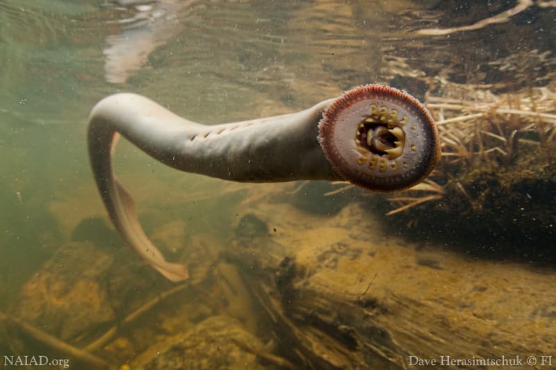Pacific Lamprey at the Oregon Zoo | A freshly released a Pac… | Flickr